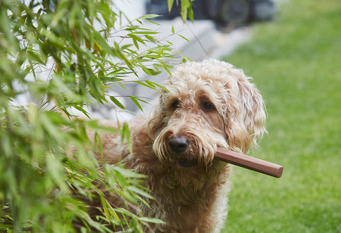 Bâton pour chien en caoutchouc Ramo, une alternative sûre au bois traditionnel