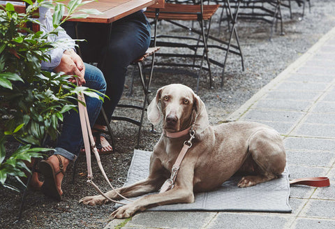 Accessoires de balades pour chien - kasibe