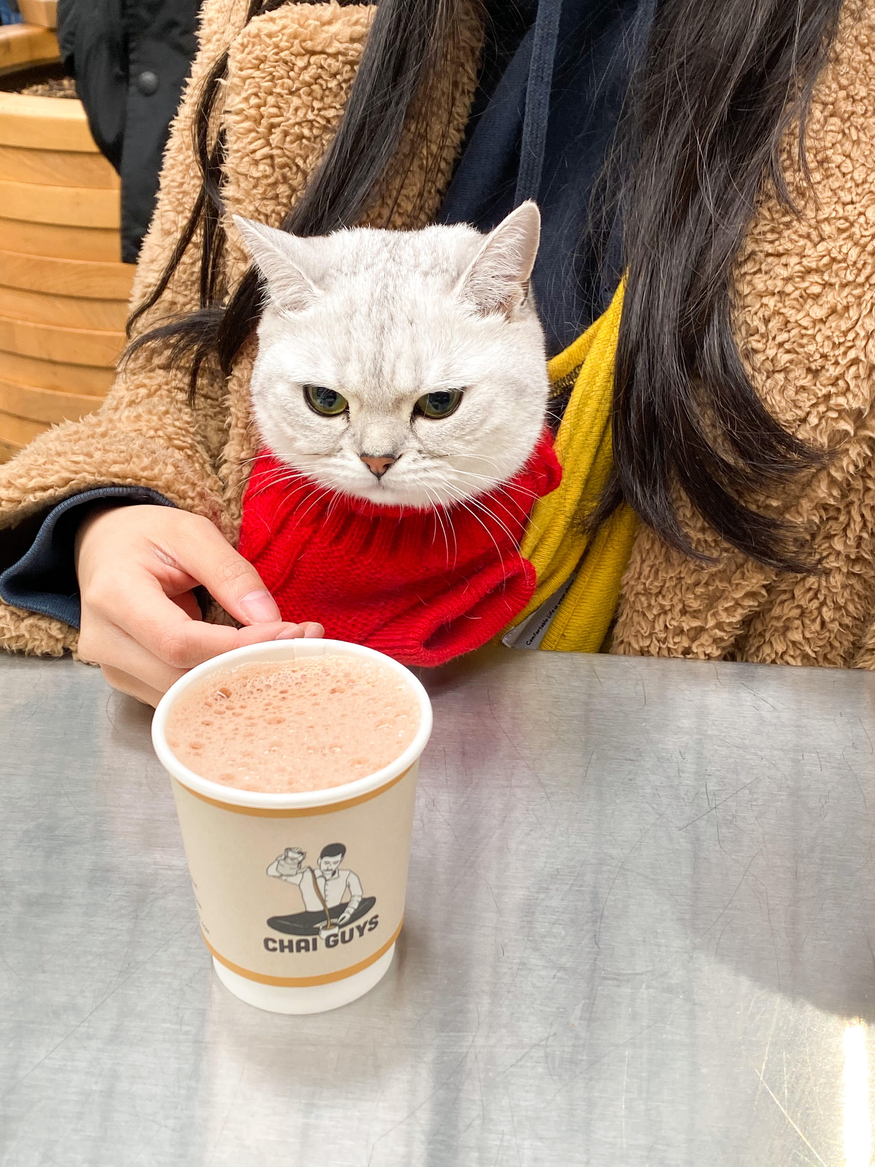 A cat and some chai