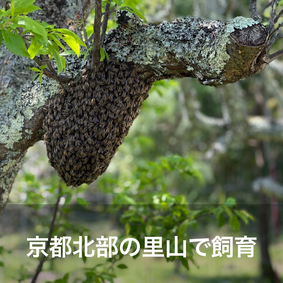 日本みつばち　百花蜜蜂　天然　1㎏　はちみつボトル　週末特価