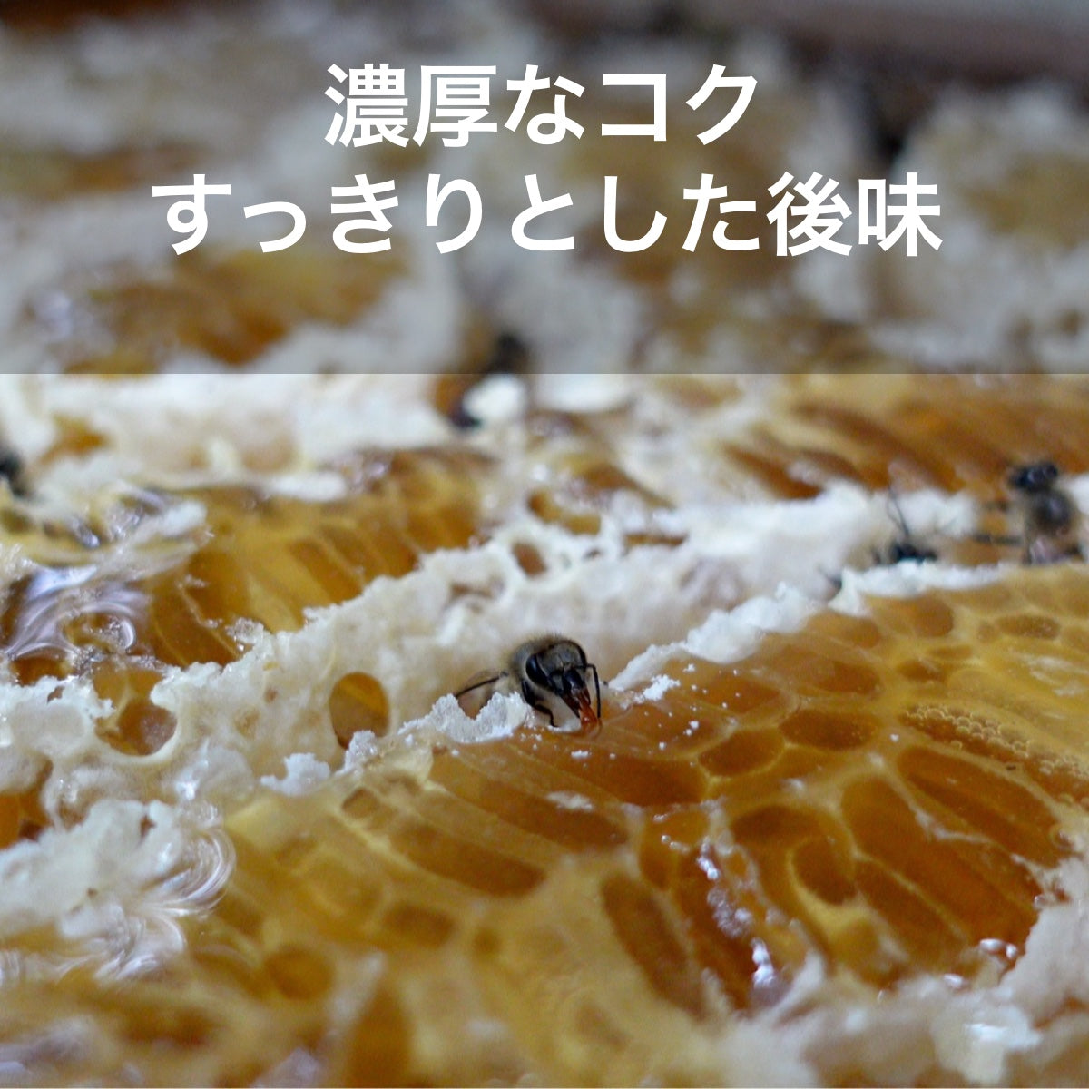 ニホンミツバチのハチミツ (京都府産)【300g × 2本】