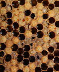American Foulbrood dead hive