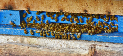 blue hive with bees