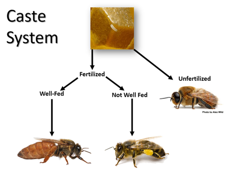 Caste System