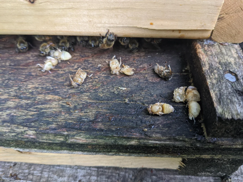WHY ARE THERE DEAD BEES OR PUPAE IN FRONT OF MY HIVE?