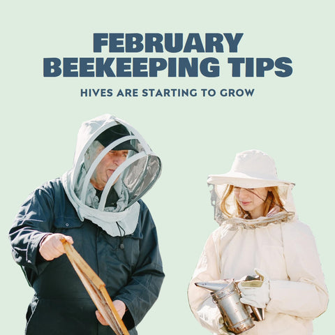 February Beekeeping Tips