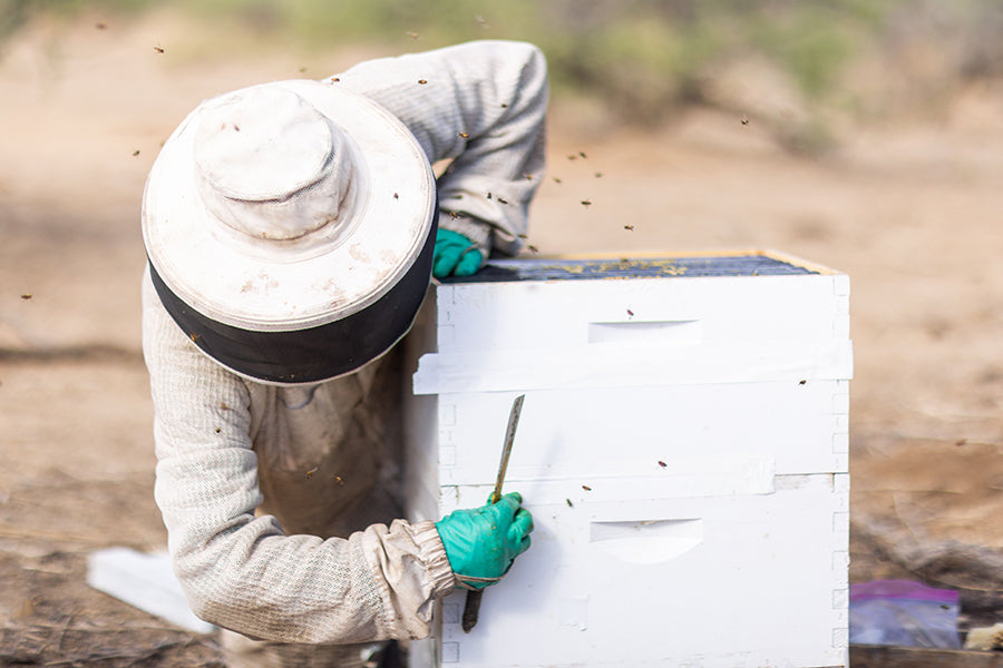 texas ag tax exempt honey bees