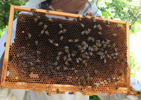 beekeeping