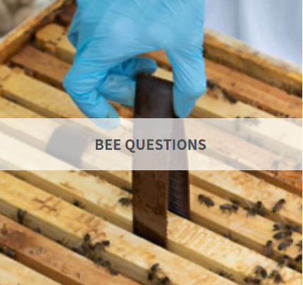 bee questions