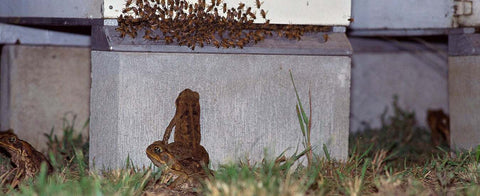 beehives toads