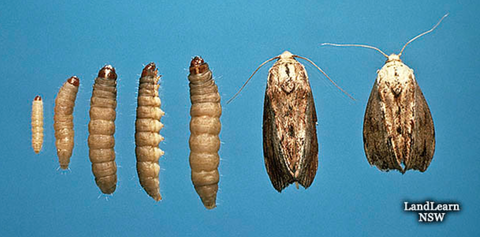 The Great Wax Moth Invasion! — Texas Bee Supply