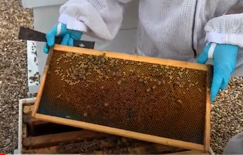 When and How to Store Honeycomb and Brood Comb - Backyard Beekeeping