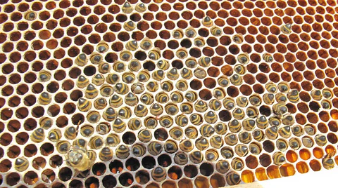 dead hive honey bee starvation