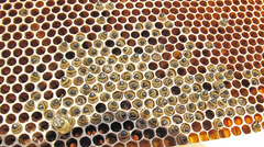 bee hive robbing dead hive