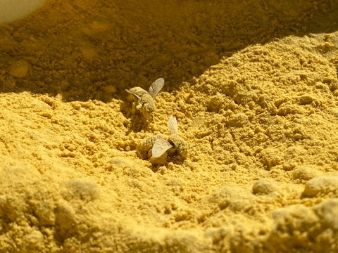 pollen bath