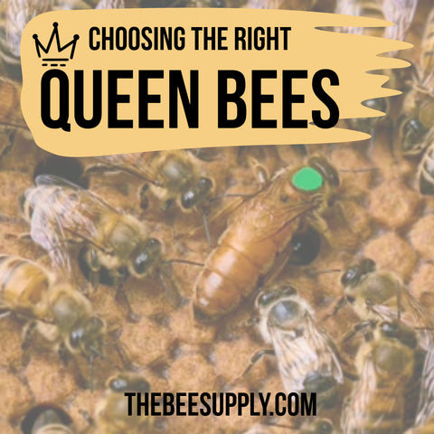 queen bees for sale
