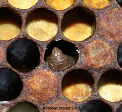 sacbrood virus honey bee