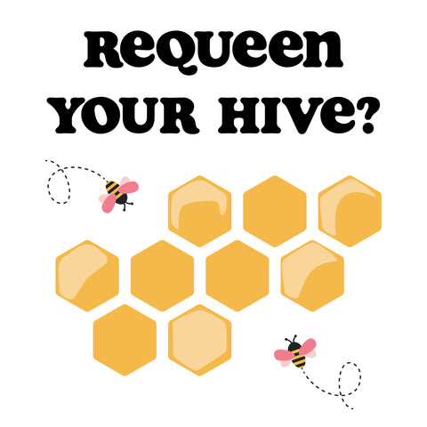 when to requeen your hive