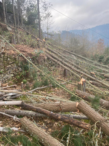 A Cova omgezaagde bomen