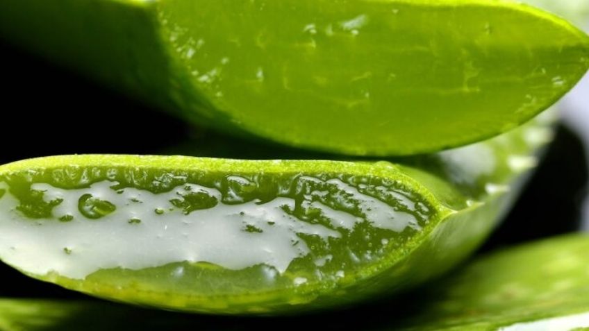 Is Aloe Vera Good For Hair? featured image