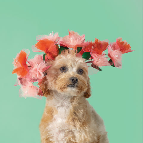 dog wearing hat by awon golding