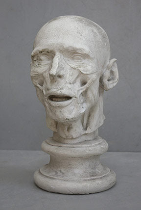 photo of plaster cast of anatomical male head with gray background