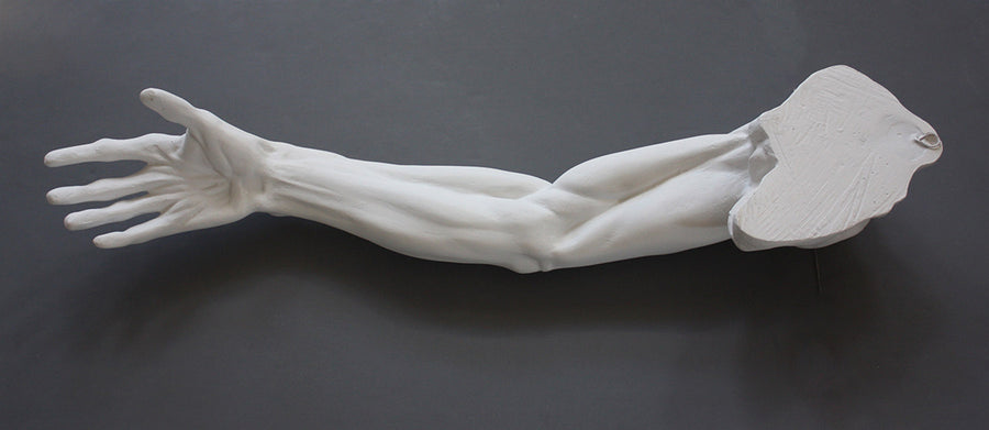 Male Anatomical Arm Sculpture for Sale, Item #153 | Caproni Collection