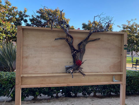 Manzanita driftwood “Rudolph” from Hakkai