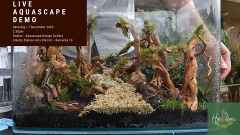 Free Demo: Learn How To Aquascape - Hakkai Aquascape Design Gallery - San Diego, CA
