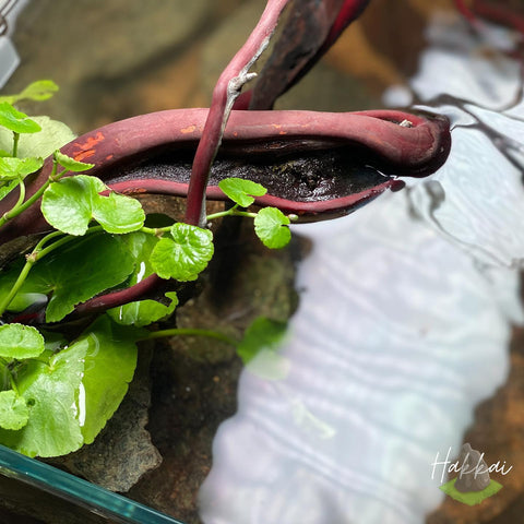 Brazilian Pennywort In An Aquascape - Hakkai Aquascape Gallery - San Diego, CA