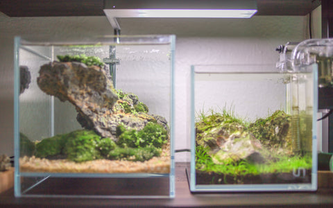 ADA DOOA Neo Air + UNS Nano Scape Tanks at Hakkai Aquascape Gallery - Liberty Station San Diego