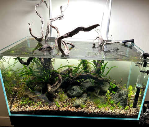 44 gallon aquascape build at Hakkai Aquascape Gallery, Arts District Liberty Station, San Diego, CA