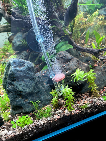 44 gallon aquascape build at Hakkai Aquascape Gallery, Arts District Liberty Station, San Diego, CA