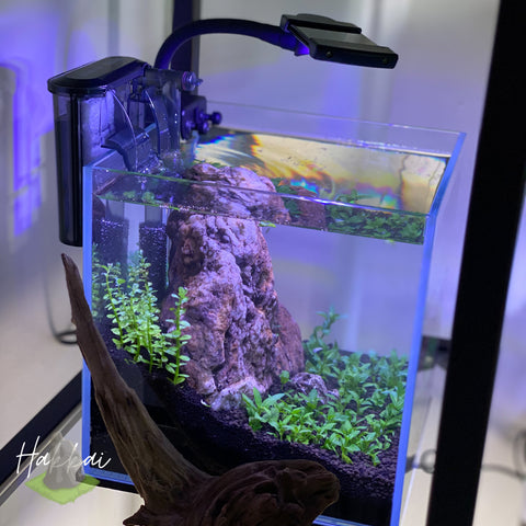 Nano Aquascape Tanks at Hakkai Aquascape Design Gallery - Liberty Station, San Diego, CA