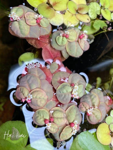Red Root Floater Plants at Hakkai Aquascape Design Gallery - San Diego, CA