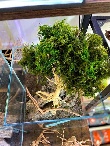 holiday moss spiderwood - Hakkai taking part in Salute The Season Art Installations at Arts District Liberty Station