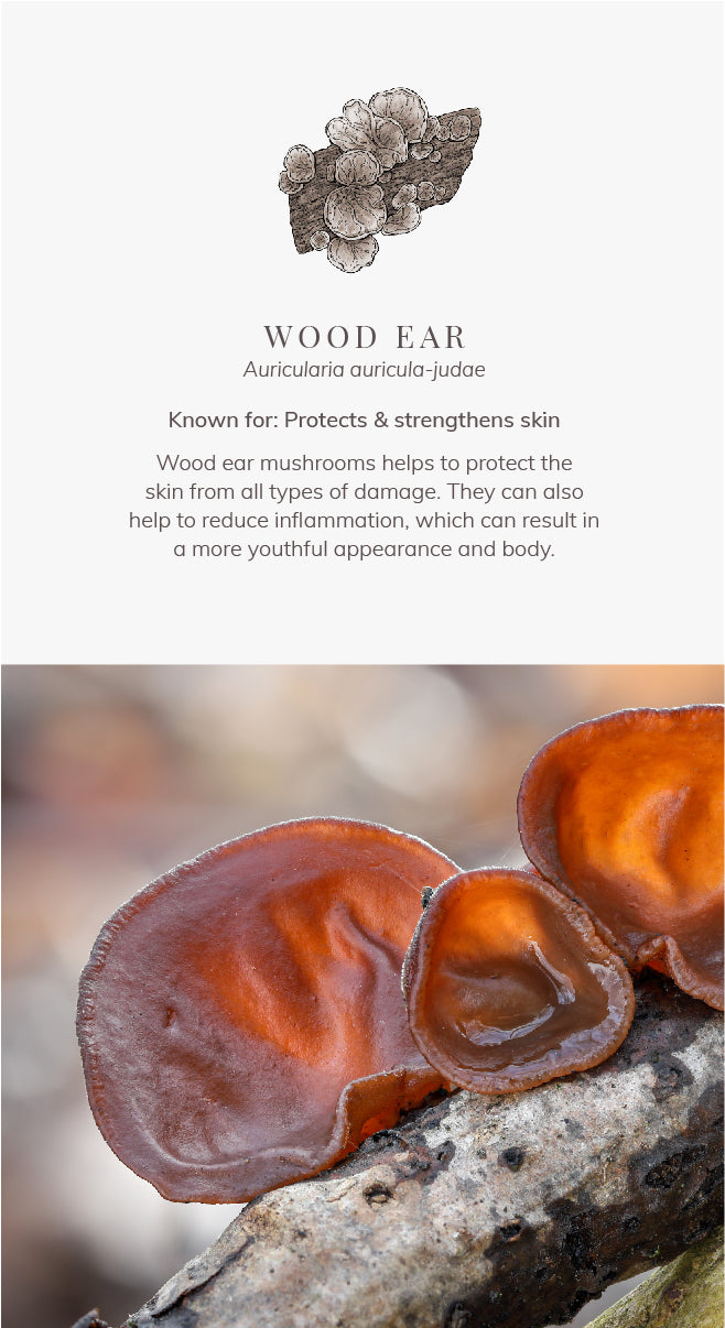 Wood Ear, Known for: Protects & Strengthens skins