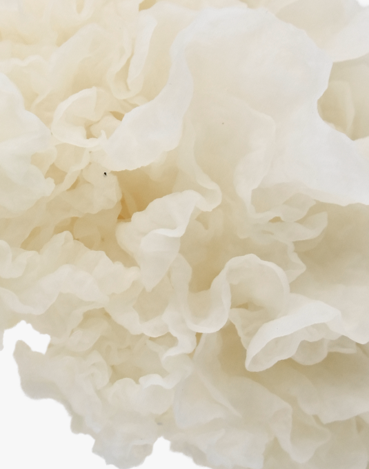 Tremella Mushroom