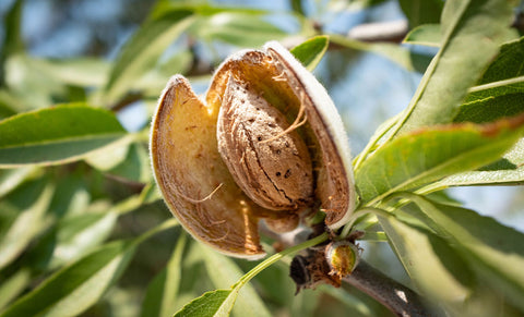 Tree Nuts Comparison