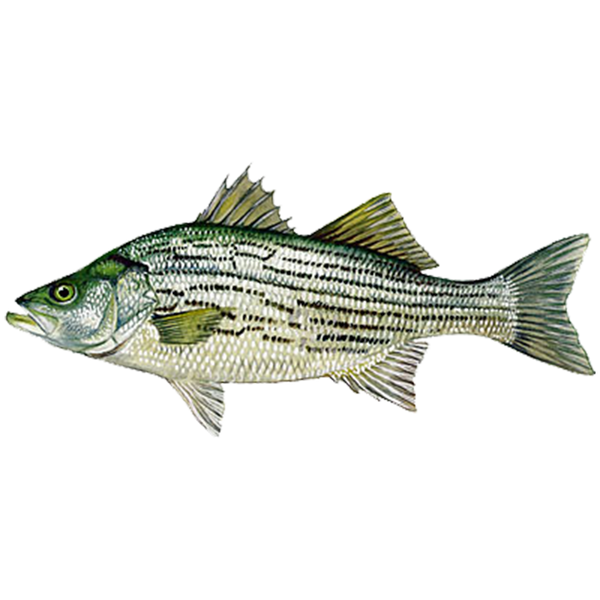 Smallmouth Bass – Sunfish Fish Farms