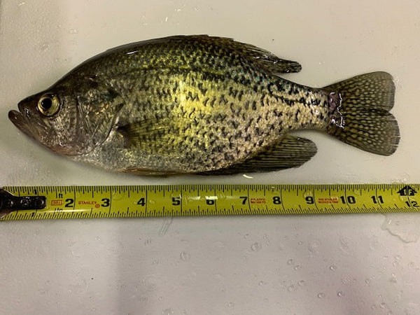 Super Size Largemouth Bass – Sunfish Fish Farms