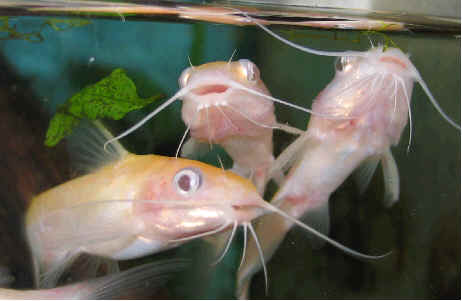baby channel catfish