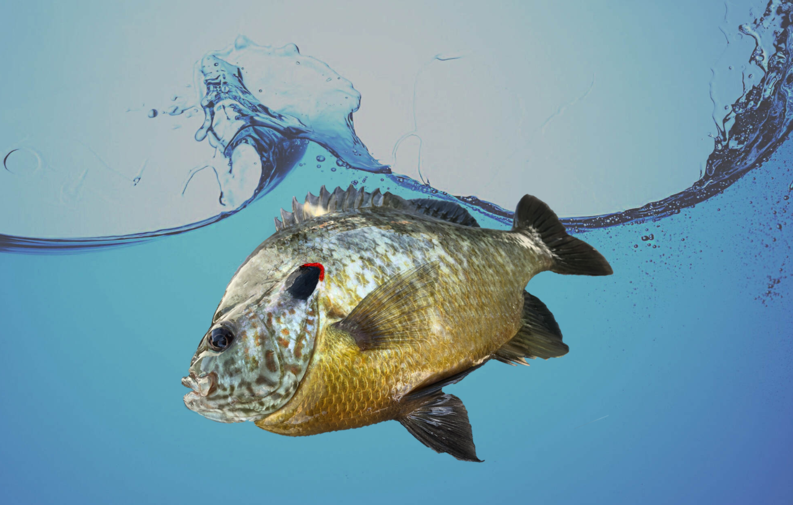 Redear Sunfish – Sunfish Fish Farms