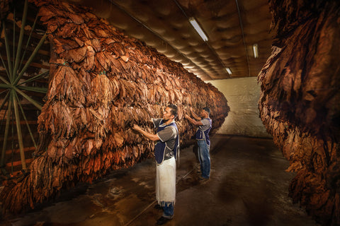 Perdomo Wrapper Prep