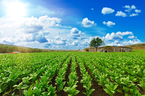 Perdomo Farm