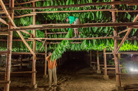 Perdomo Curing Process