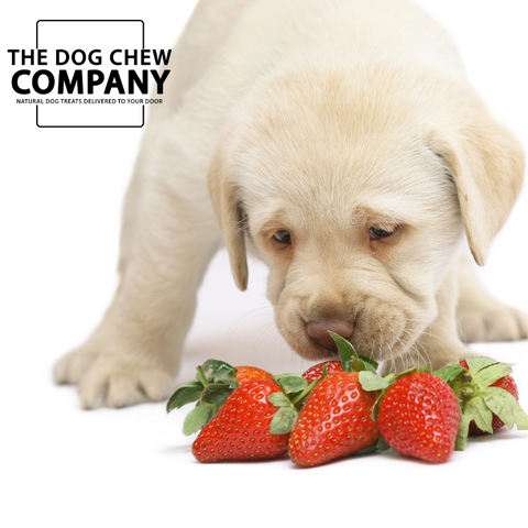 Photo of puppy sniffing at strawberries for can dogs eat strawberries blog.
