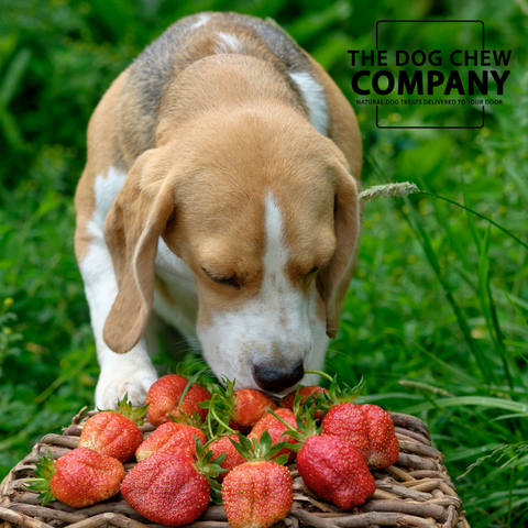 Photo of beagle sniffing at strawberries for can dogs eat strawberries blog.