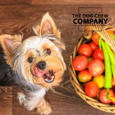 Photo of dog with basket of tomatoes for the Can dogs eat tomatoes blog.