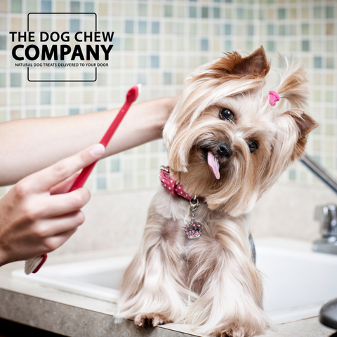 Photo of dog in bath having teeth brushed for dental chews blog on the dog chew company blog.